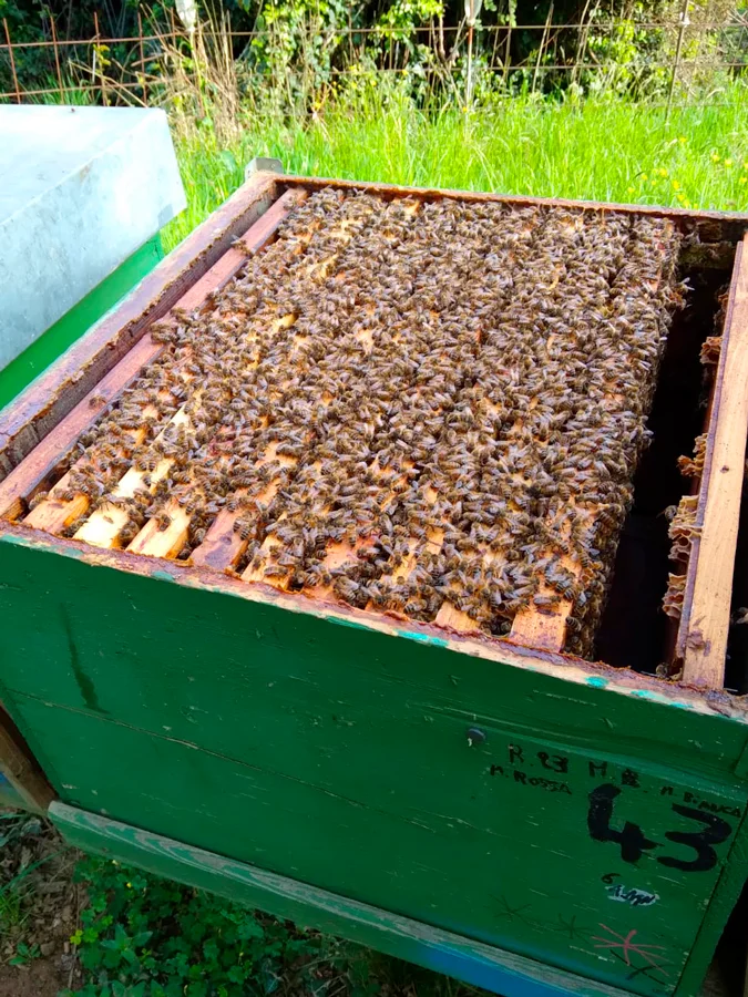 apicoltura-roncaglione-02