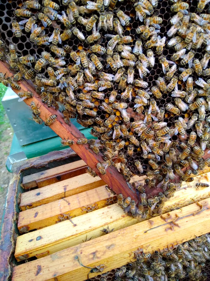 apicoltura miele e derivati